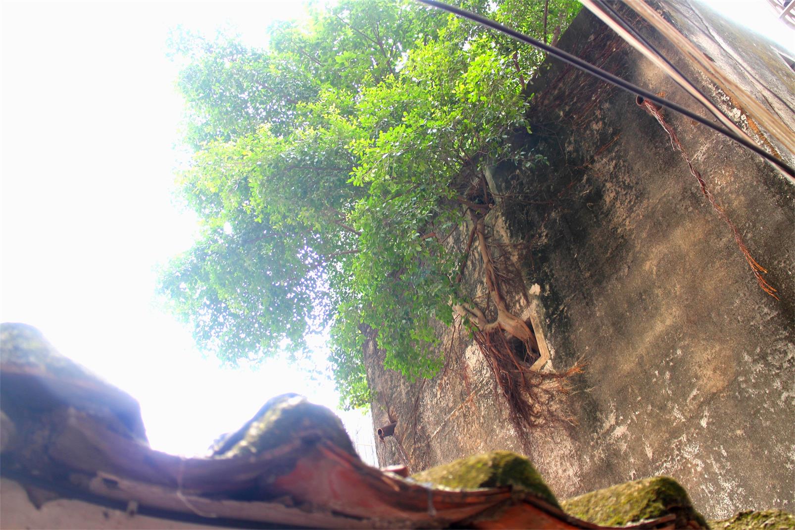 老房里长出榕树-赖远美.jpg 老房里长出榕树-赖远美.jpg